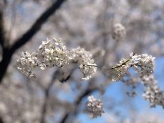 -高东镇樱花园