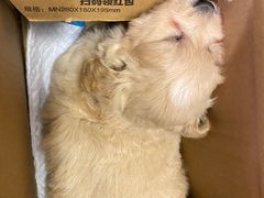 -瑞派宠物医院(锦江店)