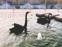 -行者书屋大堂吧 ·下午茶(南京圣和府邸酒店)