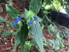 -铁山坪森林公园