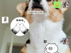 -宠爱国际动物医院· 猫科· 外科·中兽医(长白店)