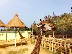 -西霞口神雕山野生动物世界