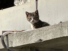 -平安桥天主教堂