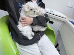 -博特宠物医院24h犬猫全科.骨科·异宠