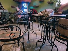-猫猫幼稚园·撸猫·桌游·电玩