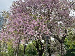 -晓港公园