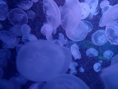 -重庆欢乐海底世界