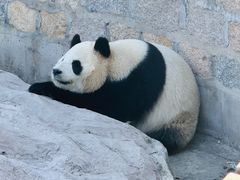 -上海野生动物园