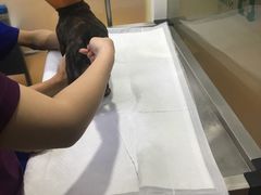 -诺比宠物医院心脏内科·泌尿肾内外科·骨科急重症