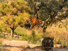 -北京野生动物园