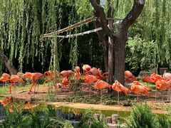 -石家庄市动物园