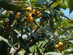 -塘栖枇杷特色园区