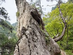 -王顺山国家森林公园