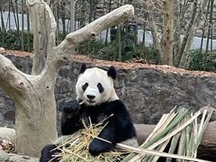 -都江堰中华大熊猫苑