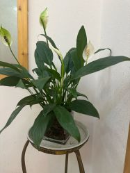 -依灵瑜伽普拉提连锁