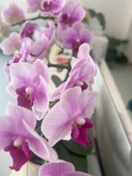 -Dr.林醫生产后修复·配方产康店(南京大厂店)