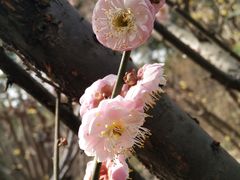 -三圣花乡旅游区