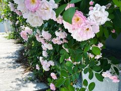 -杭州观成实验学校