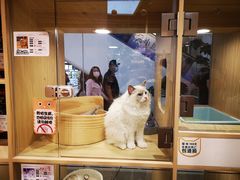 -屋虎猫馆(宝安大仟里店)