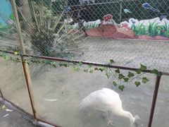 -史努比缤纷世界