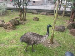 -新加坡飞禽公园