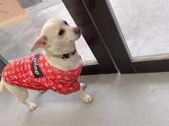 -菲丽丝宠物医院·24小时·猫科中心·免疫点(淮海分院)