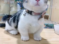 -屋虎猫馆(宝安大仟里店)