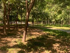 -大兴滨河森林公园