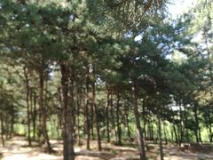 -乌素图国家森林公园