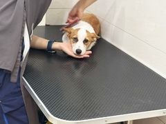 -艾贝尔宠物医院 ·内科全科(梁溪路店)