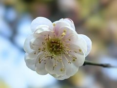 -梅花山(明孝陵内)