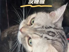 -飞行喵MR PILOT|猫舍·猫咖(静安大融城店)