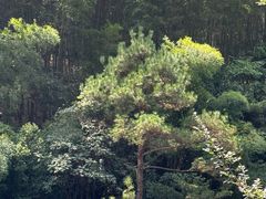-黄山翡翠谷景区