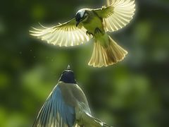 -上海共青森林公园