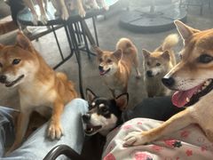 -柴犬高等学院·狗咖·柴犬售卖·宠物训练