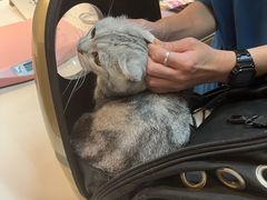 -御宝贝·A梦猫科宠物医院(国际猫友好医院)