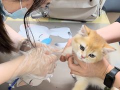 -艾贝尔宠物医院·狂犬免疫点(江山金象城店)