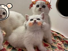 -喵zoo家庭繁育猫舍(尖东智能花园店)