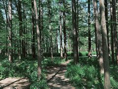 -上海共青森林公园