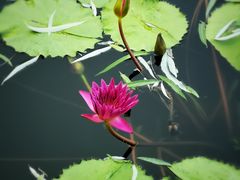 -国家植物园南园
