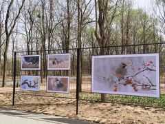 -野鸭湖国家湿地公园