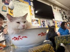 -平行世界·猫咖(首经贸店)