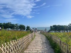 -小麦岛公园