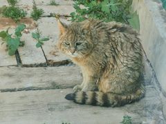 -青藏高原野生动物园