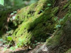 -五营红松林海景区