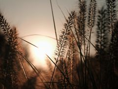 -三圣花乡旅游区