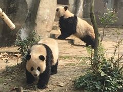 -成都大熊猫繁育研究基地