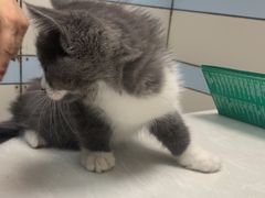 -中农国际动物医院24小时·猫科·骨科·急重症中心