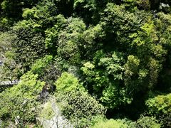 -王顺山国家森林公园