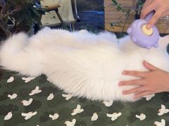 -有猫主题·治愈系猫咖(曾厝垵店)